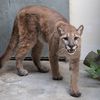 80-Pound Cougar Cub Removed From Bronx Apartment